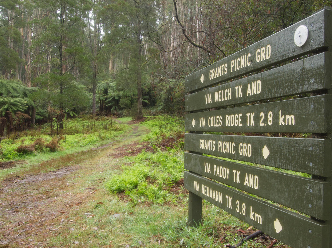 雪博鲁克森林-墨尔本必去景点