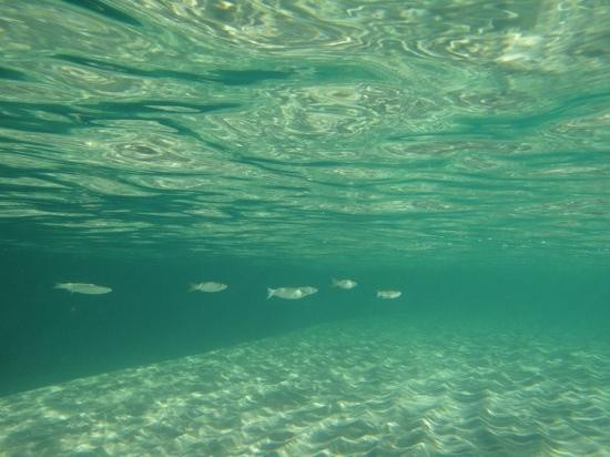 克洛夫利-悉尼必去景点