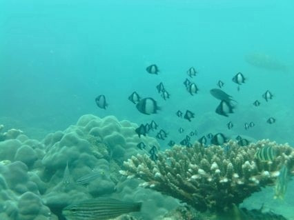 Cambodian Diving Group-高龙撒冷岛必去景点