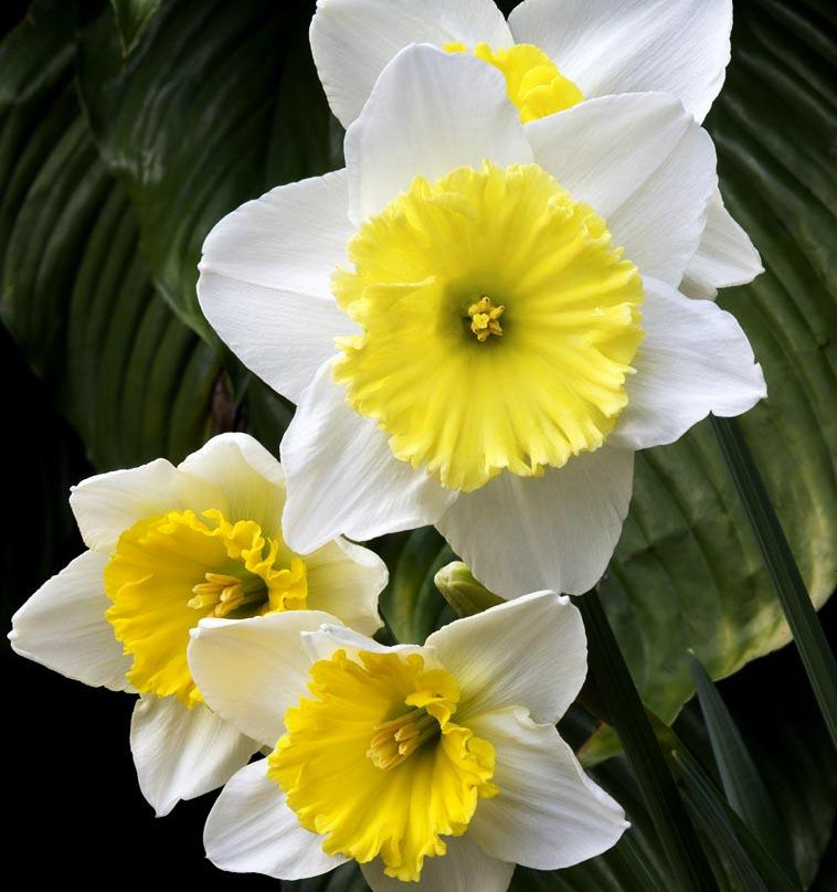 Foellinger-Freimann Botanical Conservatory-韦恩堡必去景点