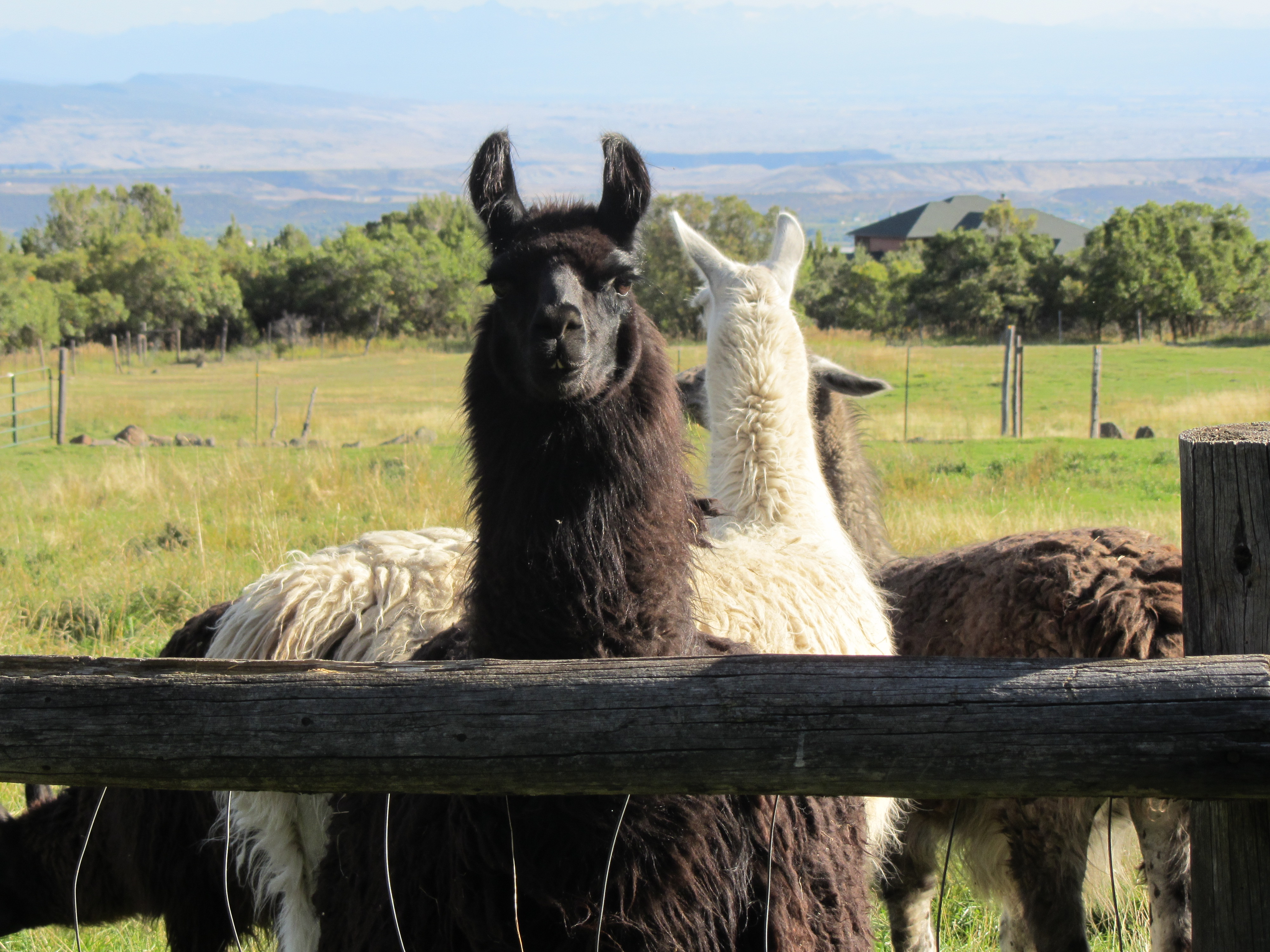 Cedars' Edge Llamas Bed and Breakfast-客卧