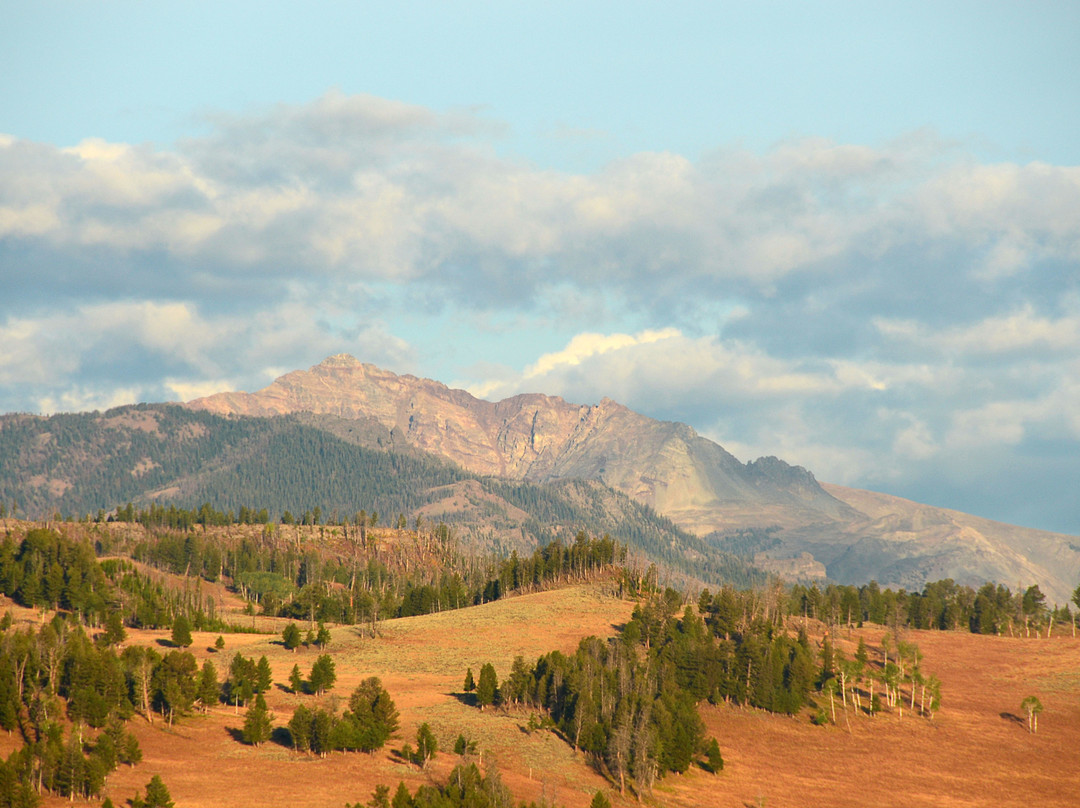 Yellowstone Wolf Tracker-加德纳必去景点