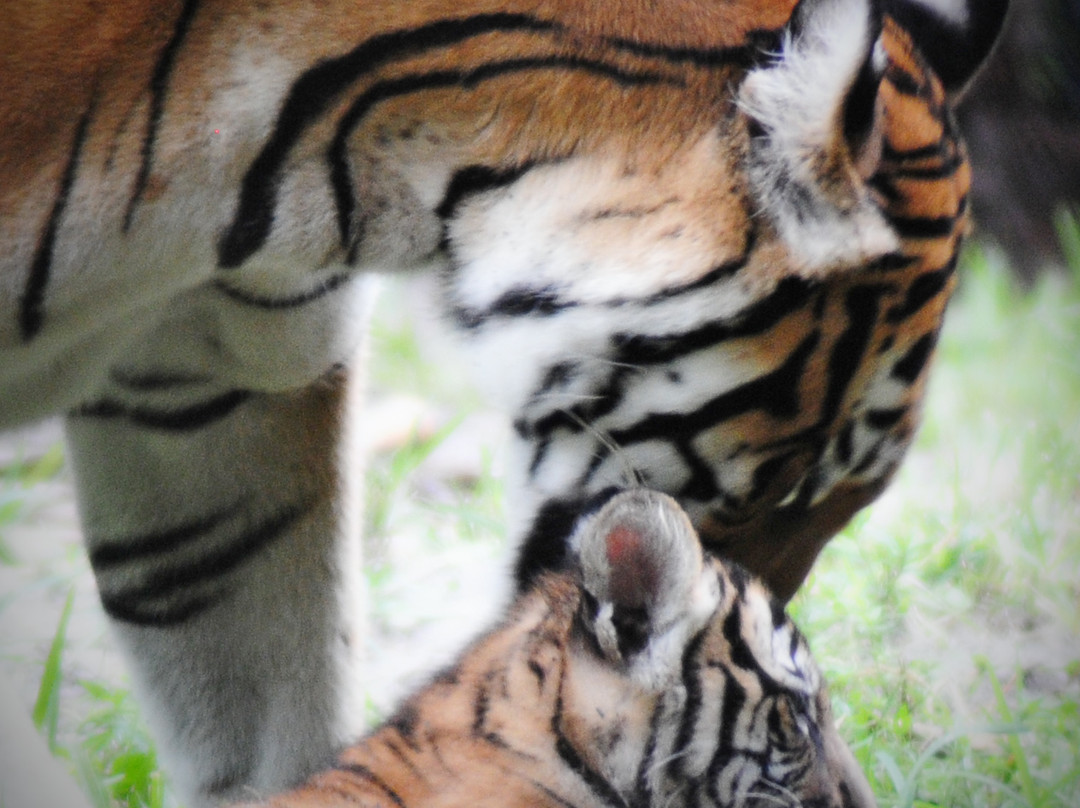 Palm Beach Zoo & Conservation Society景点图片