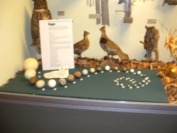 Nova Scotia Museum of Natural History景点图片
