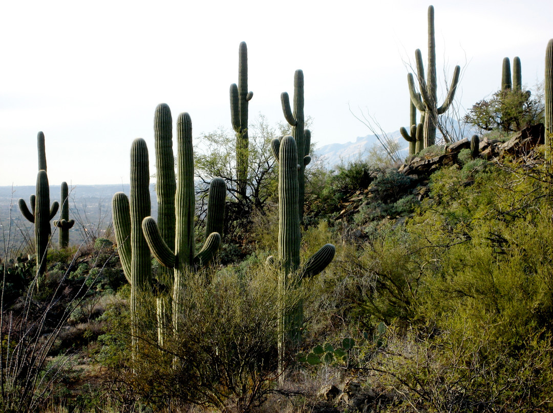 Cactus Forest Drive-图森必去景点