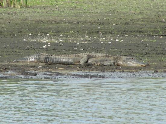 Myakka River State Park-萨拉索塔必去景点