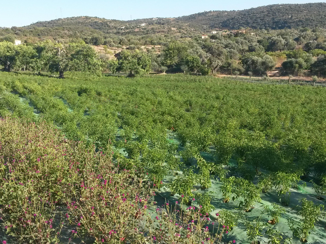 Dias de Aromas景点图片