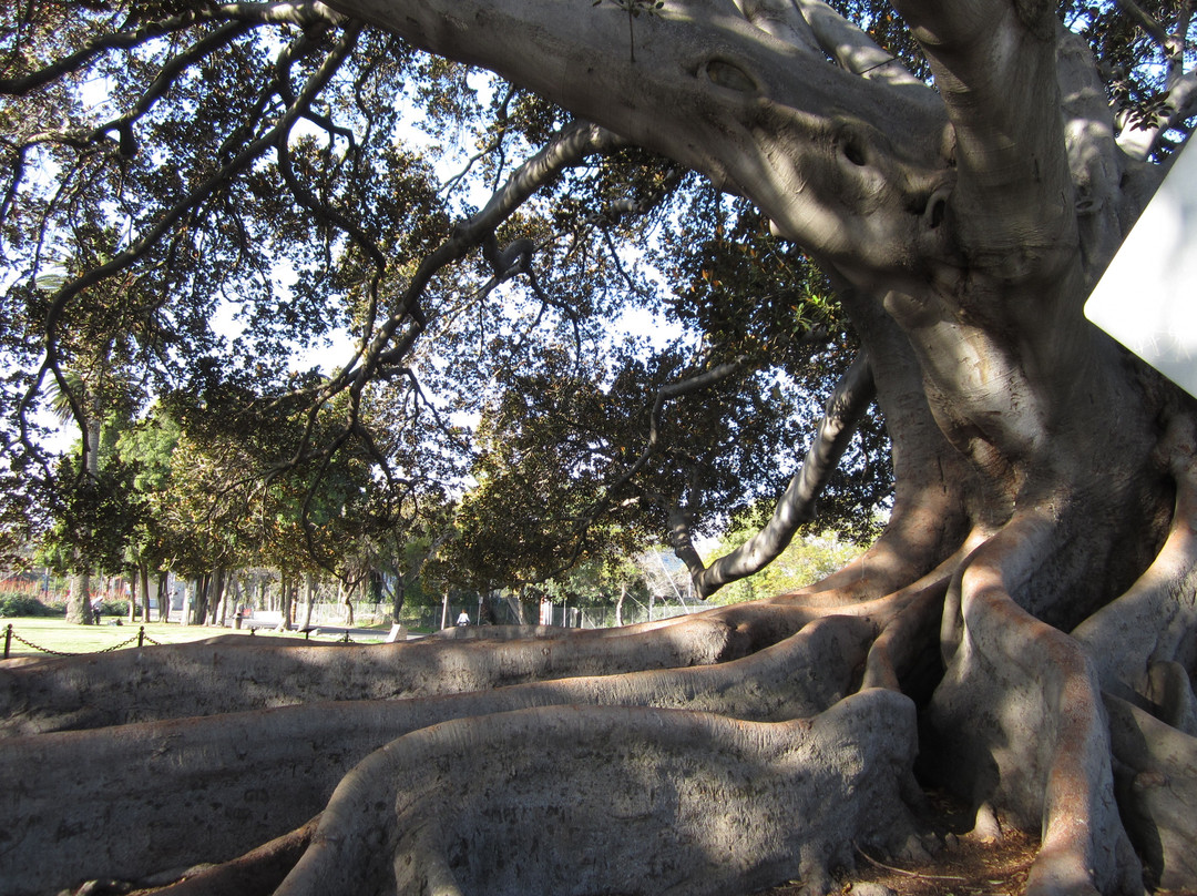 莫顿湾无花果树-圣巴巴拉必去景点