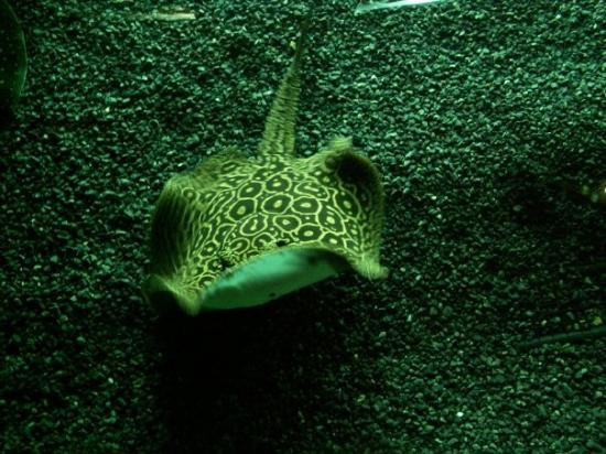 上海海洋水族馆-上海市必去景点