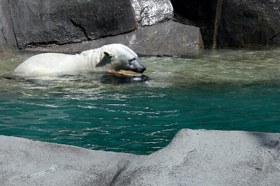 Brookfield Zoo-Brookfield必去景点