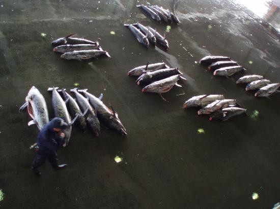 Kesennuma Fish Market-气仙沼市必去景点