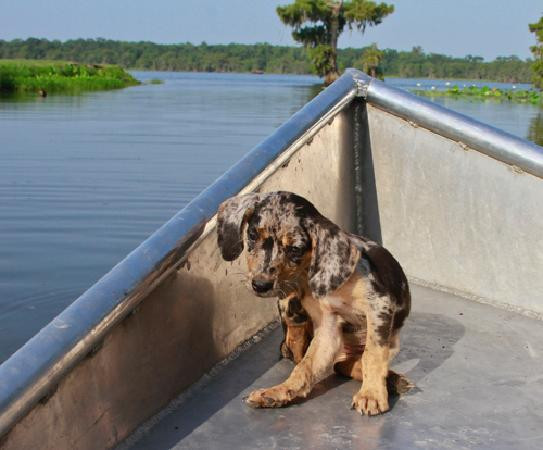 de la Houssaye's Swamp Tours景点图片