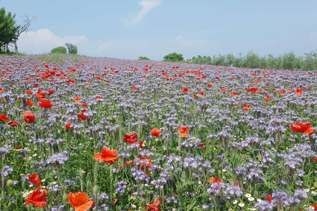 Casa Pagliette主图