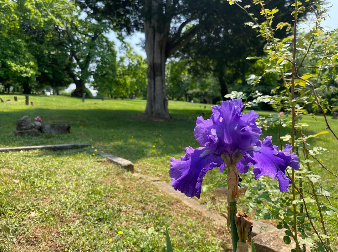 Old City Cemetery Museums And Arboretum景点图片