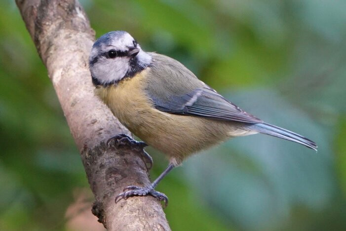 Alverstone Mead Nature Reserve-桑当必去景点
