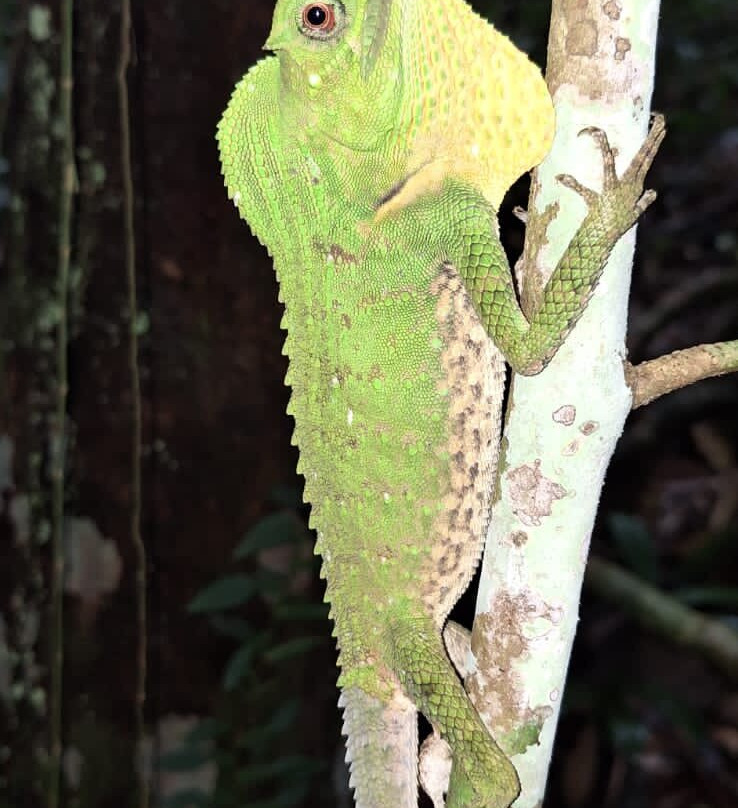 Sinharaja Rainforest Tour-Deniyaya必去景点