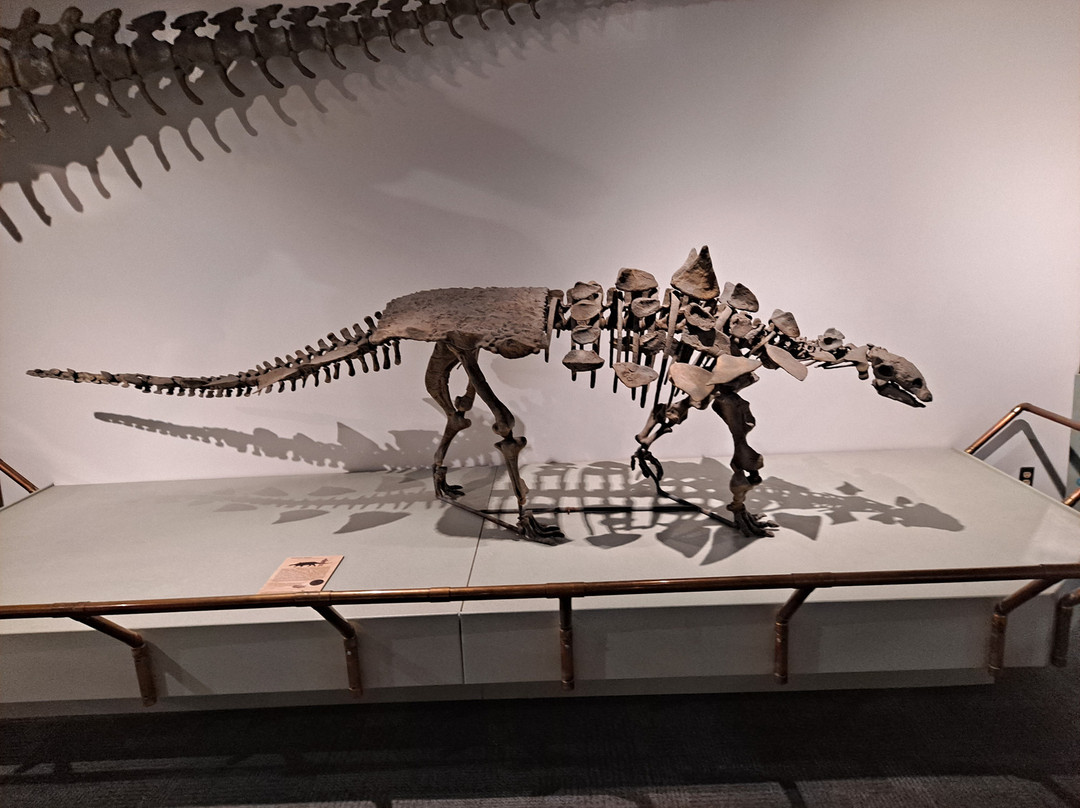 BYU Museum of Paleontology-普若佛必去景点