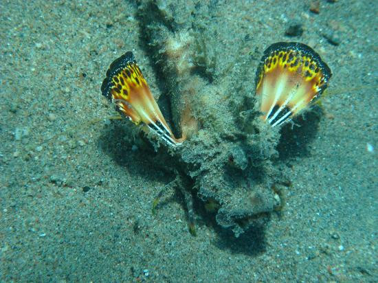 Mirage Divers-达哈卜必去景点