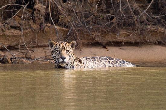 Pantanal Nature-Cuiaba必去景点