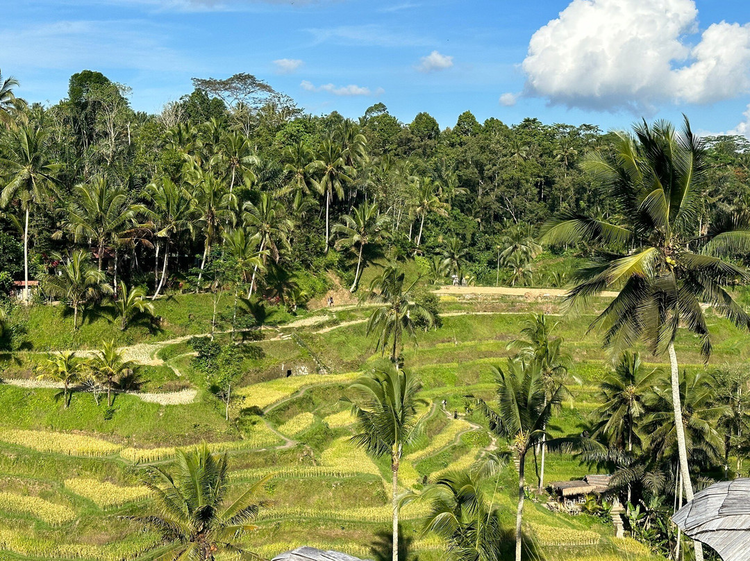 VIC Tour And Transport-乌布必去景点