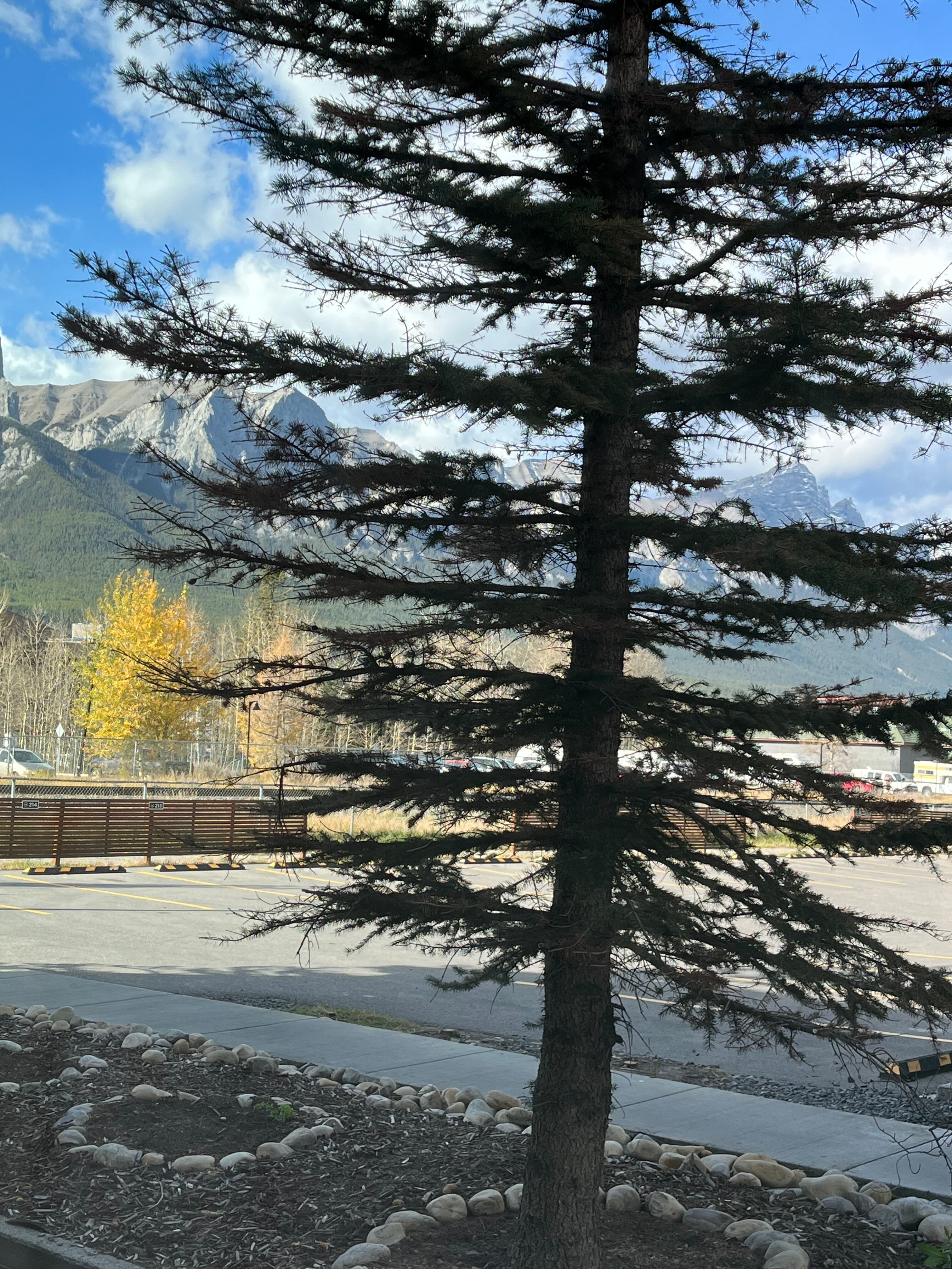 Basecamp Lodge Canmore-酒店景观