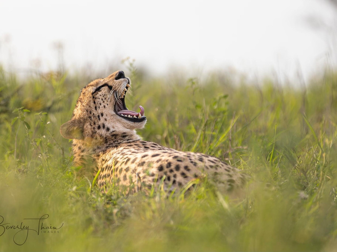 Zimanga Private Game Reserve-莫库斯必去景点