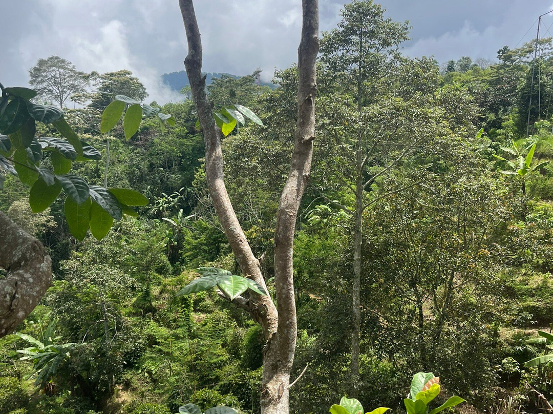 Wanagiri Coffee Plantation Bali And Luwak Coffee景点图片