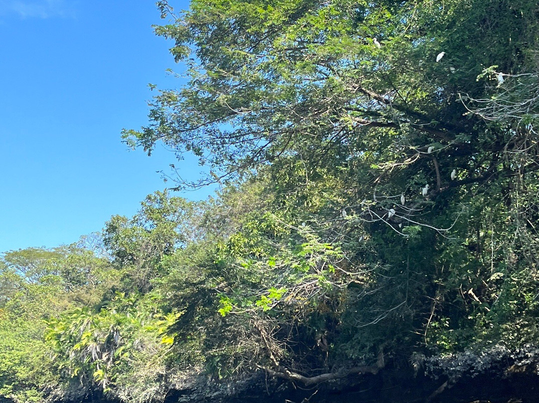 Palo Verde Boat Tours景点图片