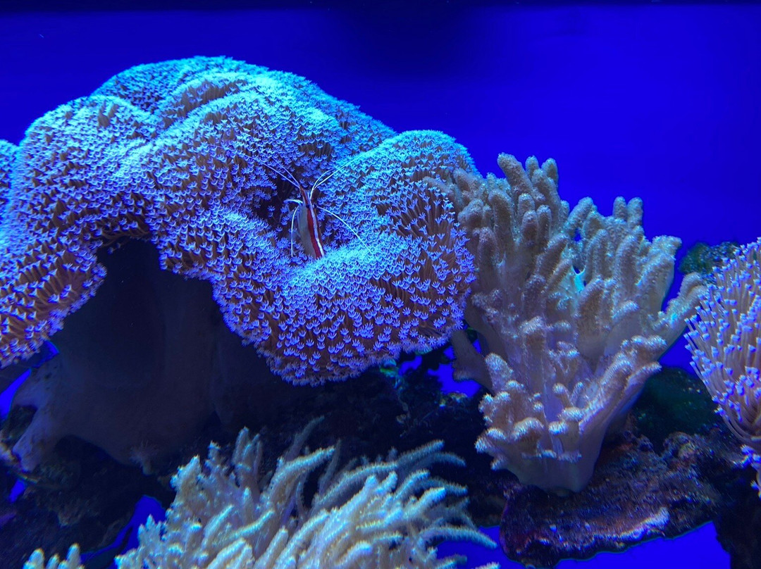 Oceanarium Międzyzdroje-缅济兹德罗耶必去景点