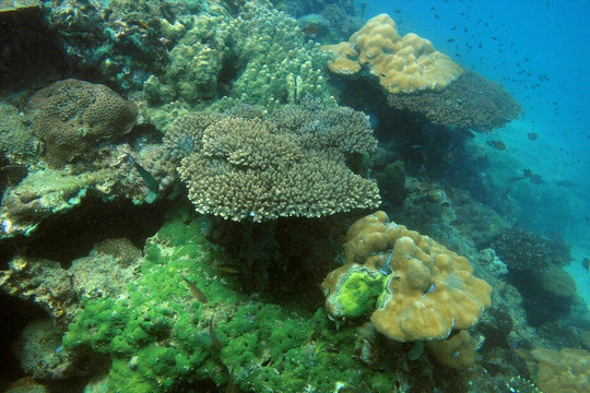 Aqua Vision Scuba Diving-奥南必去景点