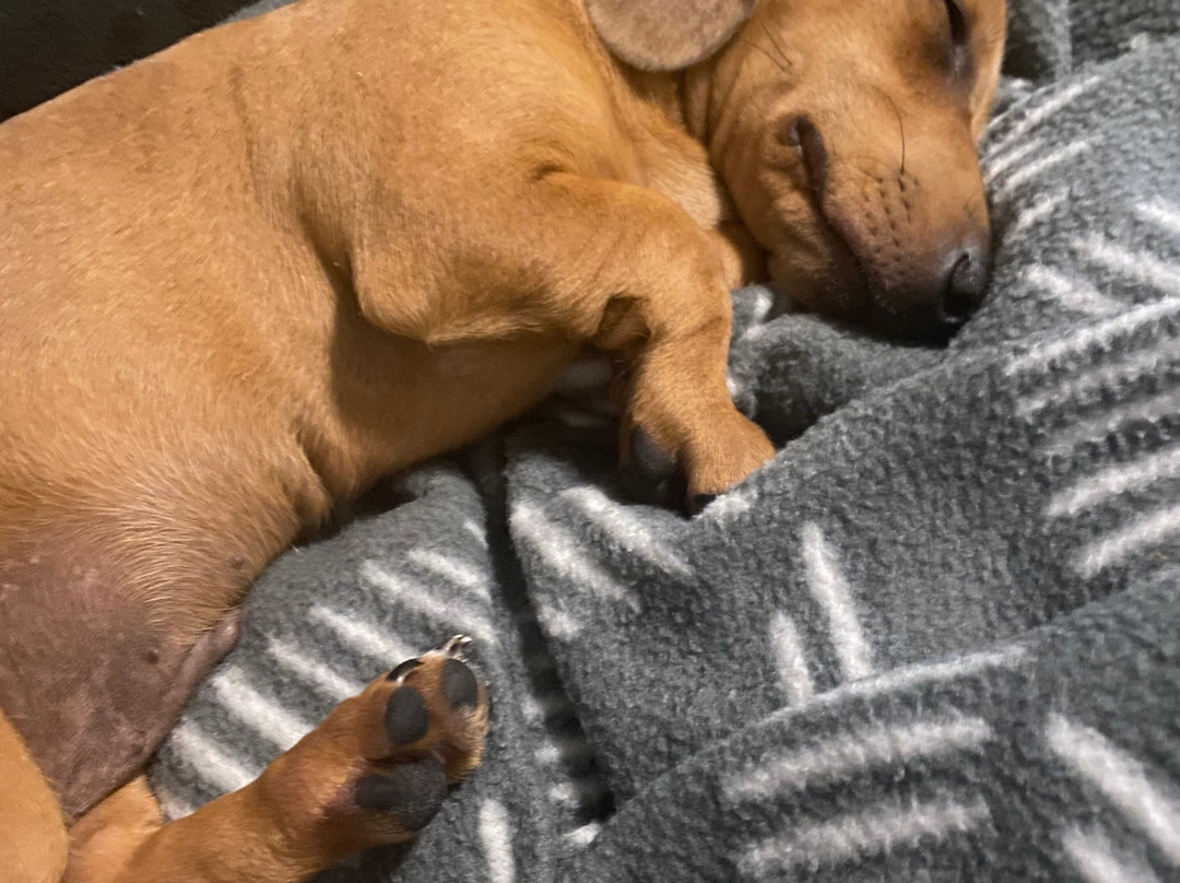 Jadran Motel & El Jay Holiday Lodge主图