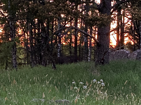 Moose Safari-赫尔辛基必去景点