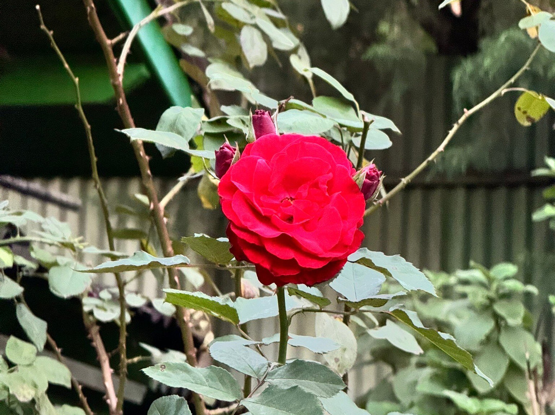 Bruxinhas do Mato-Sao Francisco Xavier必去景点