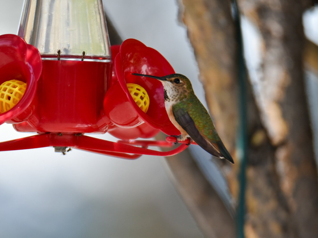 Retreat Wilderness Inn主图