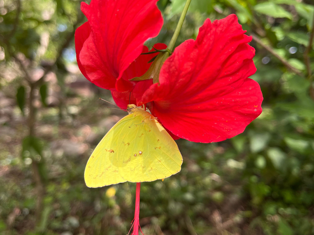 El Sol Monteverde主图