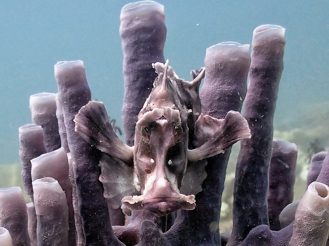 Double Deep diving center-诺西贝必去景点
