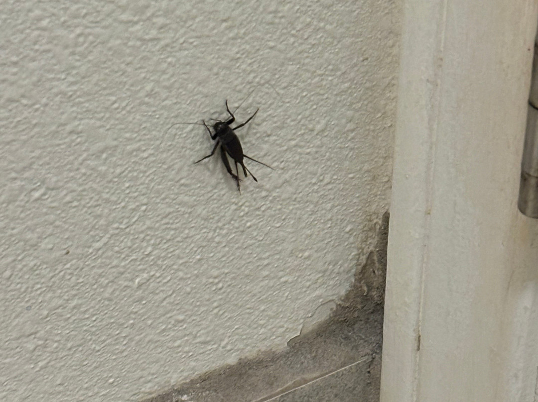 Best Western Pahrump Oasis主图