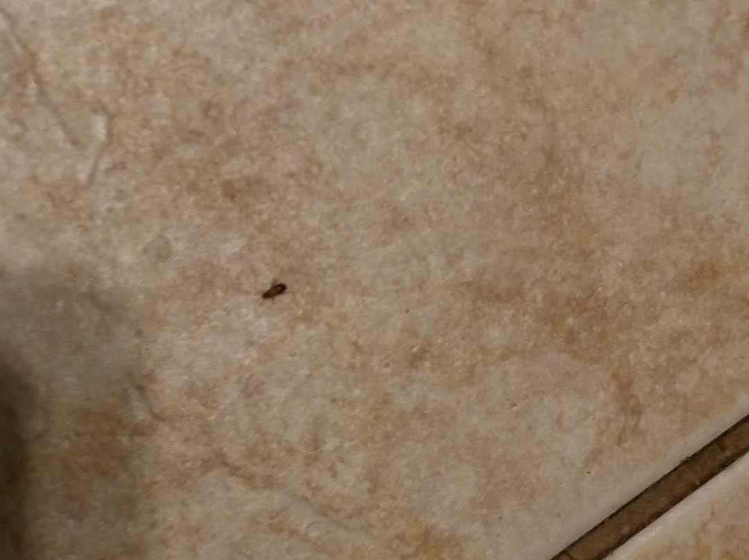 Super 8 by Wyndham Ridgecrest主图