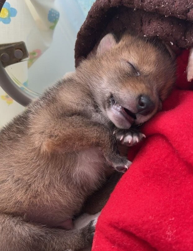 Howell Nature Center-Howell必去景点