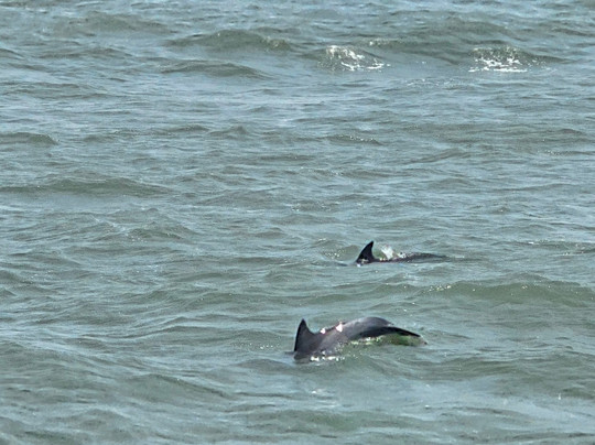 Voyager Deep Sea Fishing & Dolphin Cruises-美特尔海滩必去景点