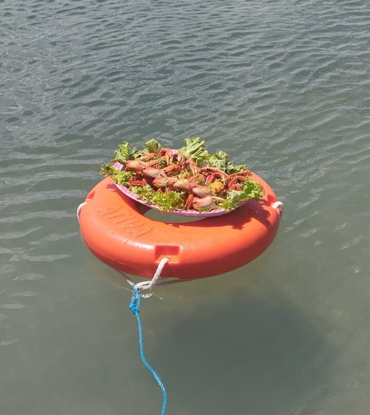 Guamaré Golfinho Tour景点图片