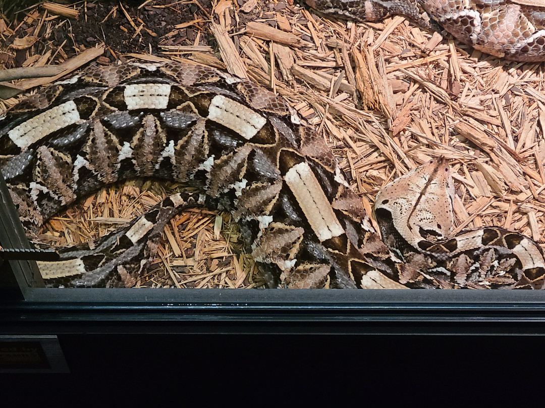 The Serpent Center-Vance必去景点