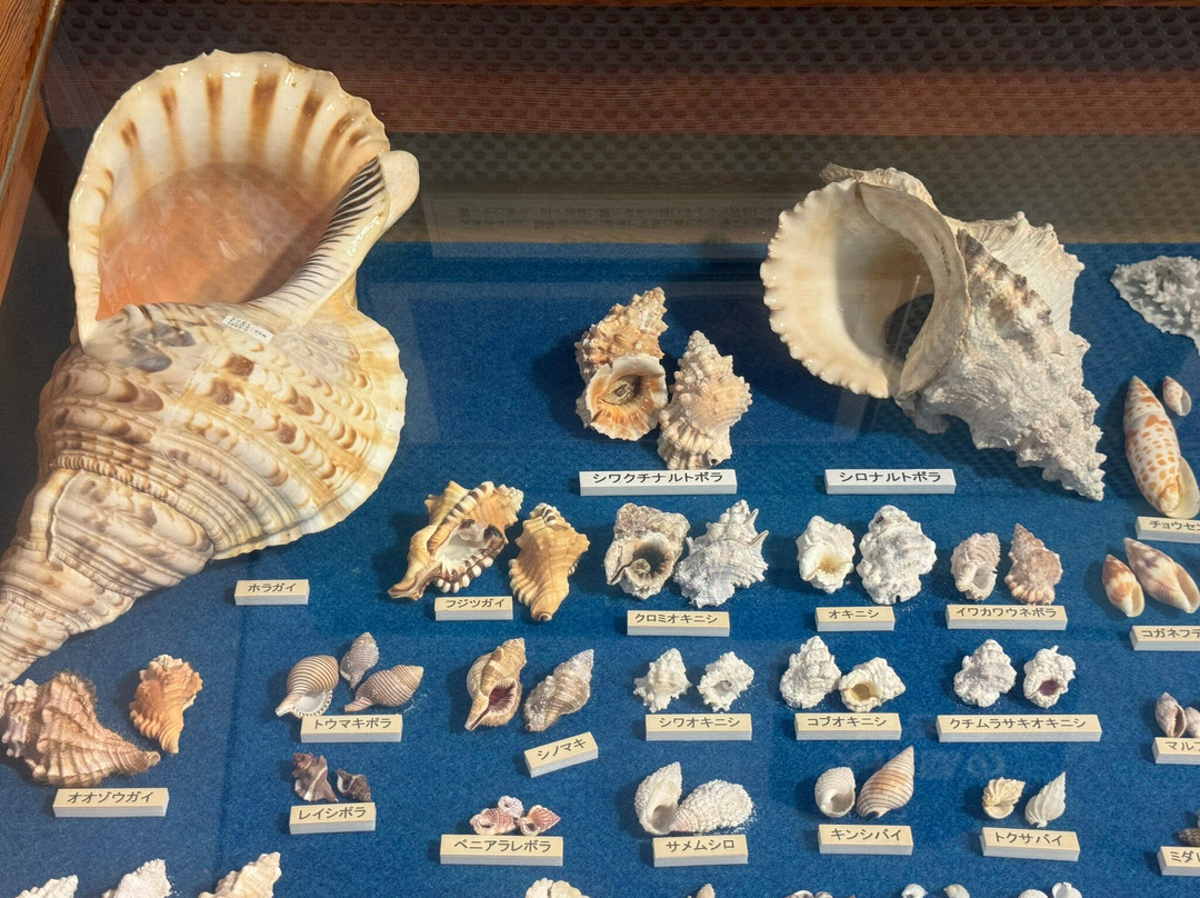 Sea Turtle Museum of Kumejima景点图片