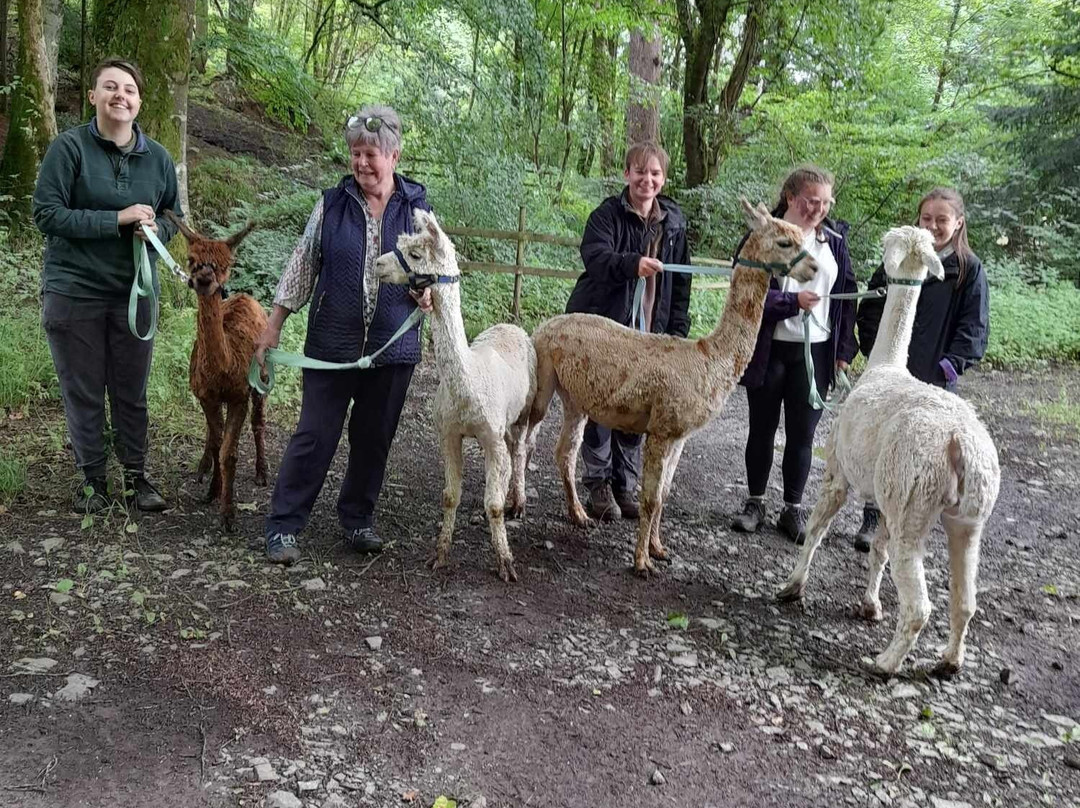 Hebbs Alpacas景点图片