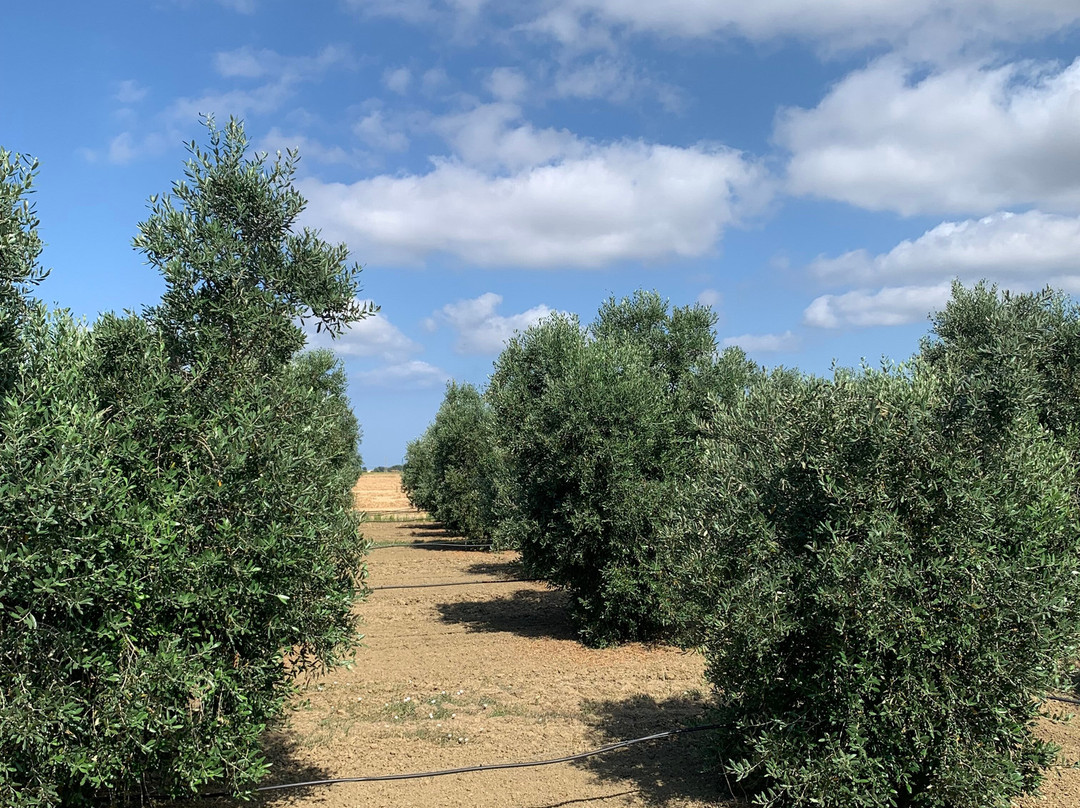 Agriturismo Podere Nonno Gino主图
