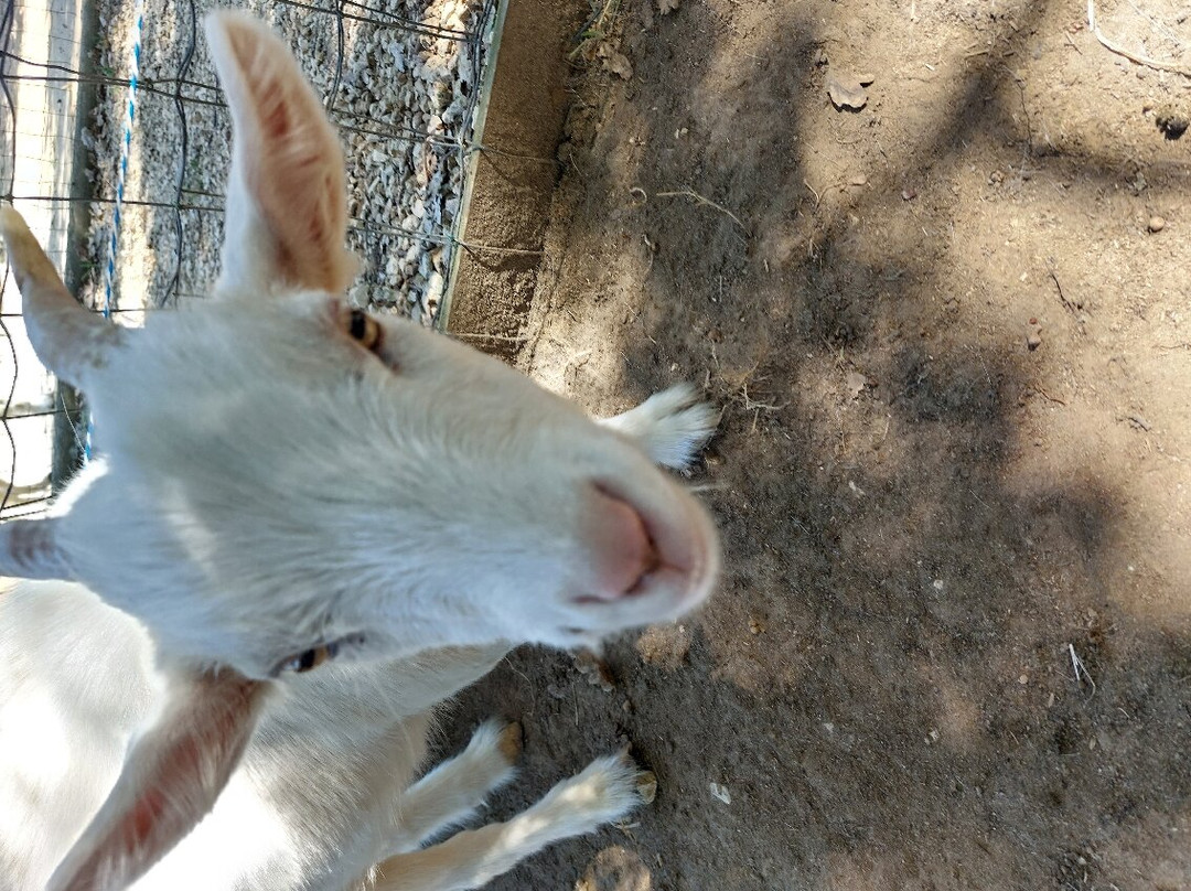 Parc Animalier des Gorges de l'Ardeche景点图片
