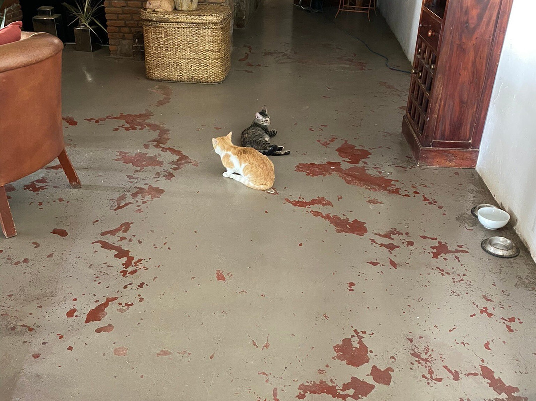 The Old Gin House主图