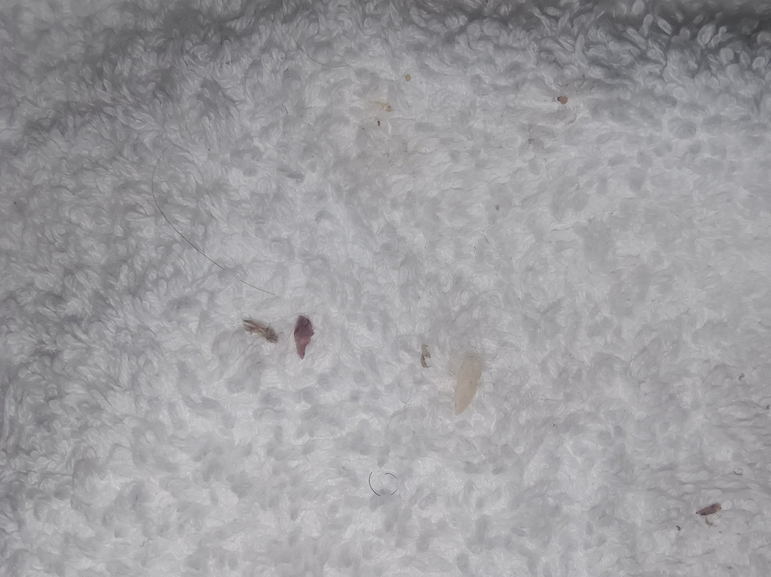 Red Roof Inn Detroit - Farmington Hills主图