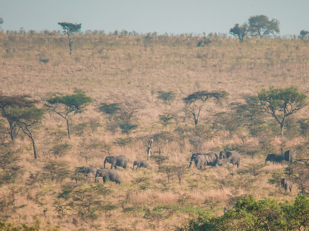 Serengeti Migration Marathon & Anti-Poaching Run-Mugumu必去景点