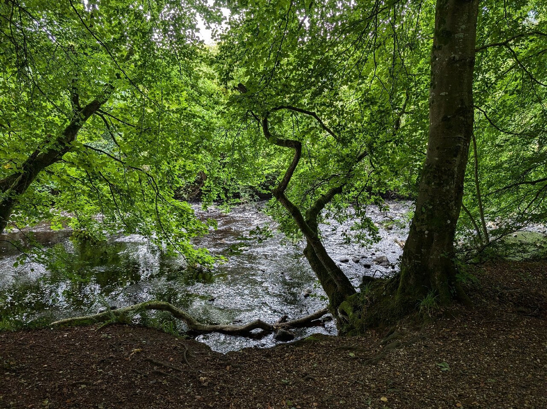 Glenarm forest-Glenarm必去景点
